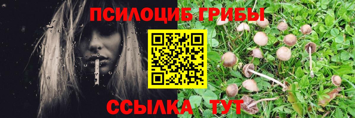 Галлюциногенные грибы Psilocybine cubensis Кыштым